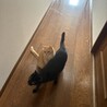 動物大好きだ