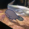 はっち-8