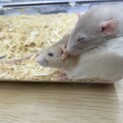 ダンボラット2匹 姉妹