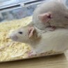 ダンボラット2匹 姉妹 サムネイル2