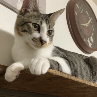 先住猫と仲良くしてます♡甘えん坊パナ君6ヶ月！
