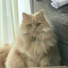 アイスくま