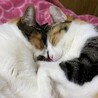 まるまる18