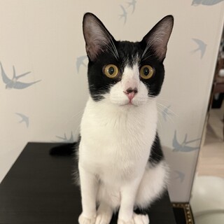【お見合い随時】天真爛漫黒白こまる