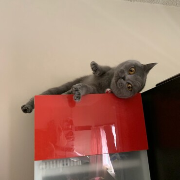 あざと可愛くしてるつもりにゃのに何故か太々しいにゃ