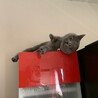あざと可愛くしてるつもりにゃのに何故か太々しいにゃ