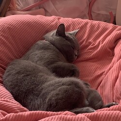 早く妹がほちいチロルだにゃ