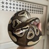 はまちくん