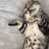 ももしゃた