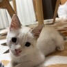 たのたえ