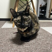 チョコ