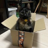 ココア