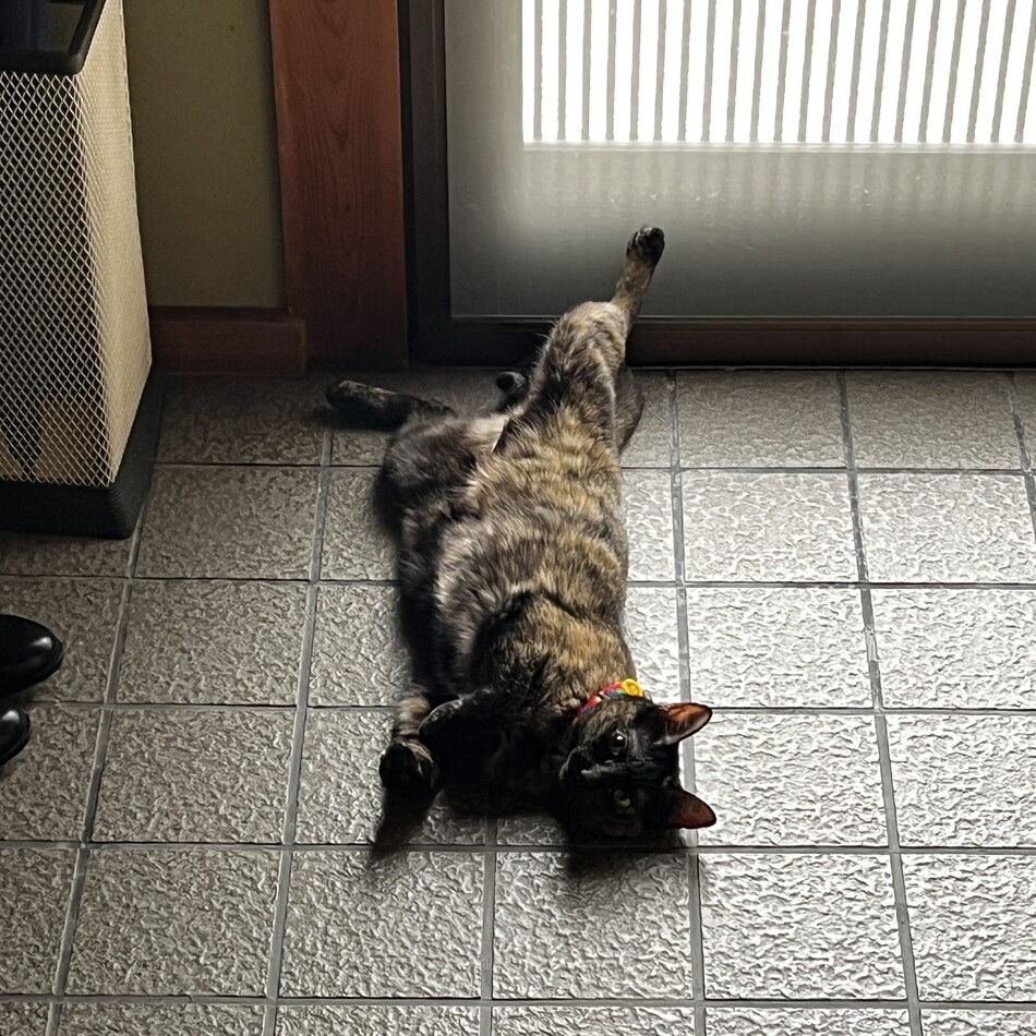 ココアのカバー写真
