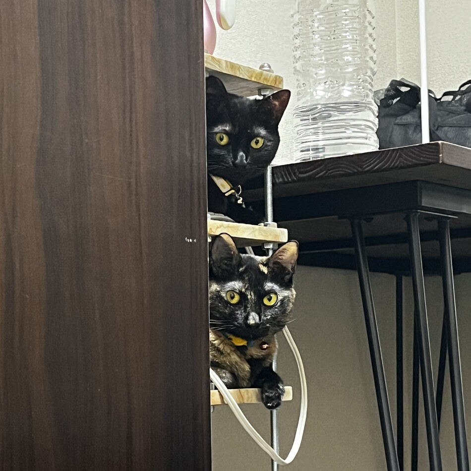 キキのカバー写真