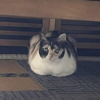 ラテ