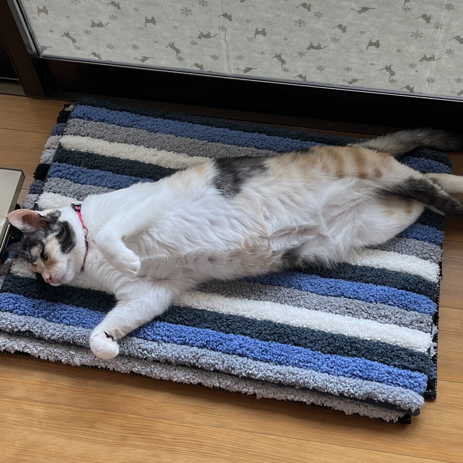 ラテのカバー写真