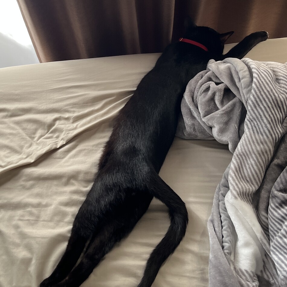 ジジのカバー写真