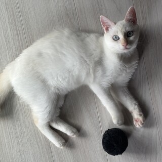 シャムMIXブルーアイ　ほたてちゃん