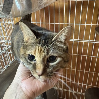 キジトラのレイちゃん(8歳)まんまるお目目！