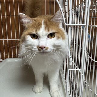 ムギくん(6歳♂)長毛の美しい猫さんです！