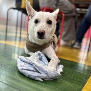 香川県出身野犬の仔犬【サム】