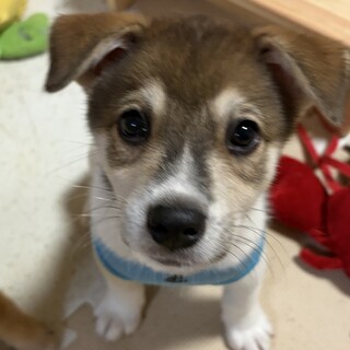 【倉敷市保健所収容】すだちくん