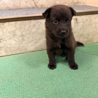 とても小さな子犬　体重1.5キロ　生後1ヶ月