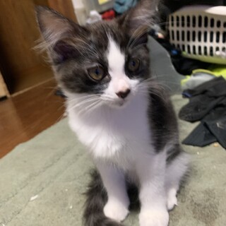 生後３ヶ月の兄妹です
