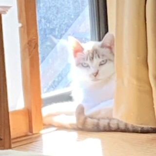 里親募集します