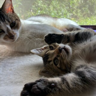 3匹 母猫すずちゃんと子猫2匹 優しい子たちです！