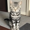 しの2