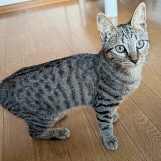 キジトラの女の子生後6ヶ月の「ルイスちゃん」
