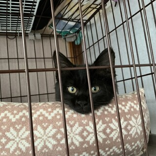 お目めパッチリ黒猫子猫ちゃん❣
