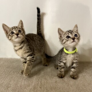 仲良し兄弟♡との＆わかのずっとのお家募集！