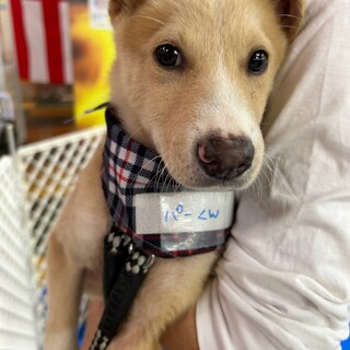 香川県出身野犬の仔犬【パー君】