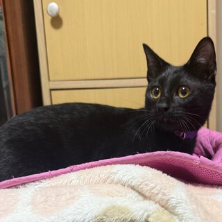 【生後4ヶ月/男の子】人懐っこくて可愛い黒猫シオン
