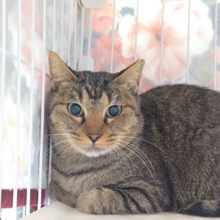 可愛いキジ親子猫