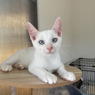笹かま猫ブルーアイ　ダイヤくん
