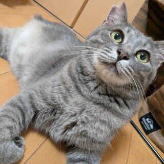 【3歳/男の子】穏やかなグレートラのモコくん