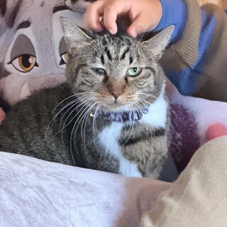 前片足ハンデありの子・三毛猫・同時募集します。