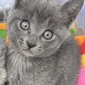 3きょうだい★ロシアンブルー風のわんぱく猫ちゃん