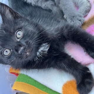 3きょうだい★白い毛がワンポイントの黒猫ちゃん