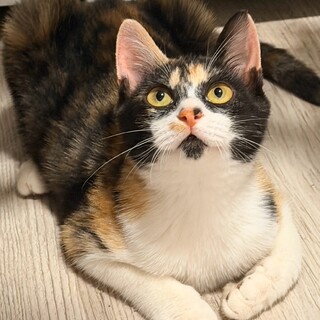 クールビューティーな三毛ちゃん