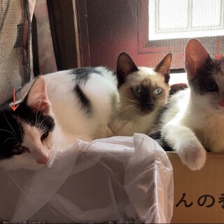 2ヶ月 兄妹 人馴れ◎保護中