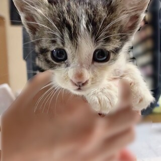 緊急募集‼️子猫の里親を探しています‼️