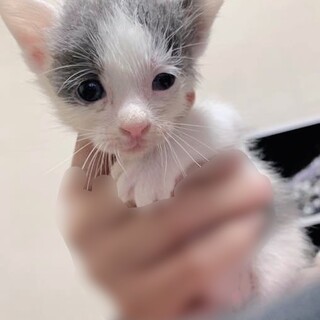 緊急募集‼️子猫の里親募集してます‼️
