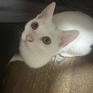 とても人馴れしてる黒猫くん