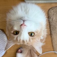 ハク