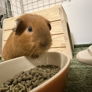 焦げ茶ロシアンモルモット