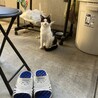 猫好きちゃん